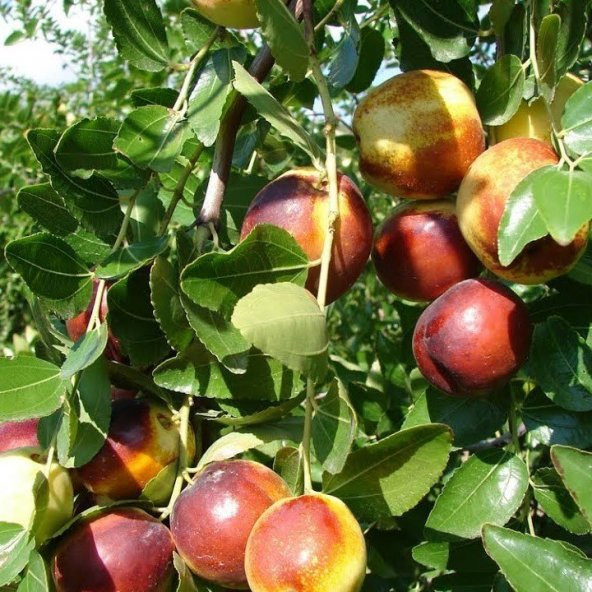 Tüplü Nadir Bulunan İri Meyveli Hünnap Fidanı (80-120 cm) ürün görseli