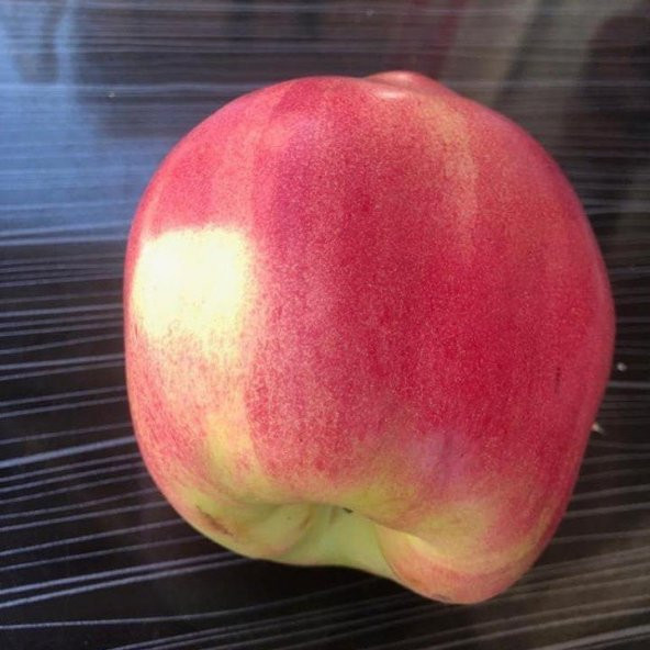 Tüplü Aşılı Tam Bodur Özel Üretim Nadir Kırmızı Ayva Fidanı ürün görseli 1