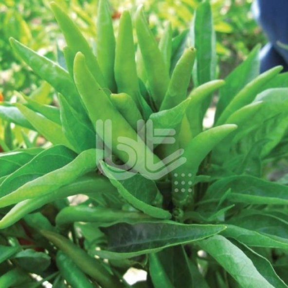 Doğal Beşparmak Acı Yediveren Süs Biberi Tohumu (450 tohum) ürün görseli 1