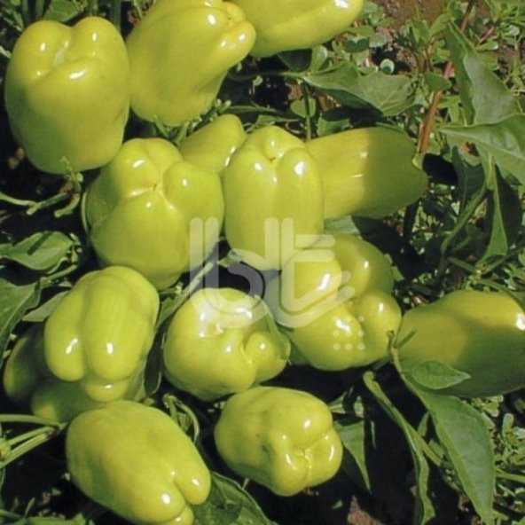 Doğal Dik Dolmalık Biber Tohumu (250 tohum) ürün görseli 1