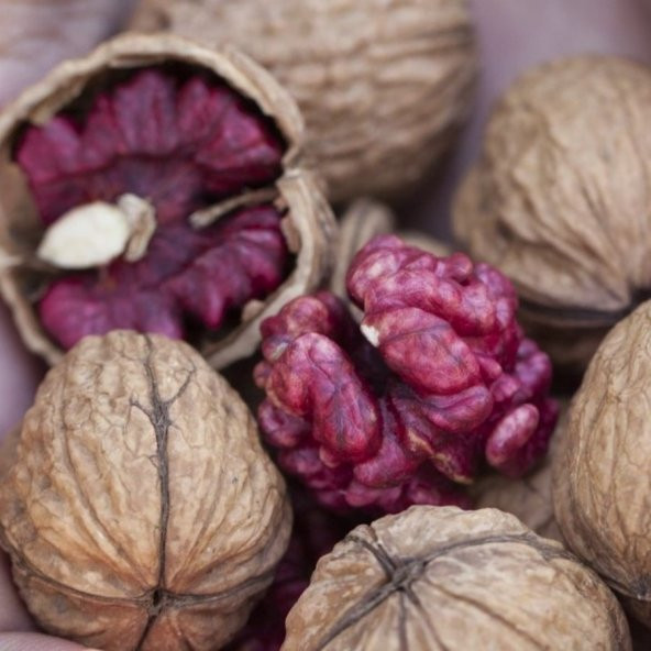 Sınırlı Stok Özel Üretim Europa Kırmızı Ceviz Fidanı ürün görseli 1