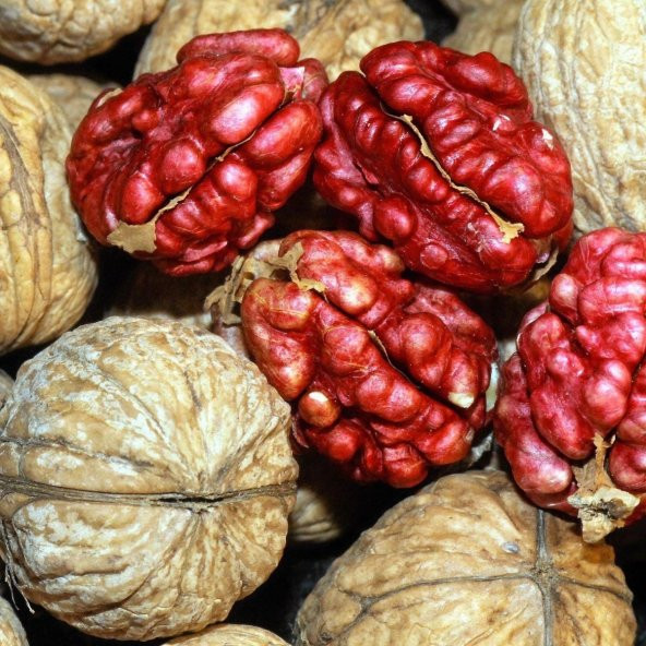 Sınırlı Stok Özel Üretim Kırmızı Ceviz Fidanı ürün görseli 1