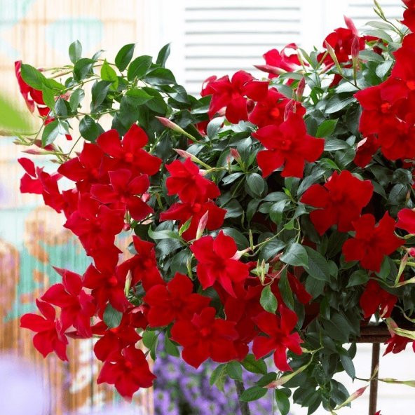 Tüplü Kırmızı Renkli Mandevilla Çiçeği Fidanı (20-40 Cm)