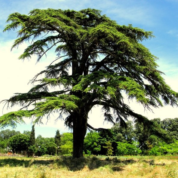 Tüplü Katran Ağacı (Toros Sediri) Fidanı (30-60 cm)
