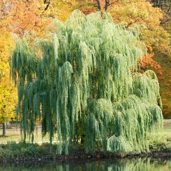 Tüplü Salkım Söğüt Ağacı (Salix Bayblonica) Fidanı (5 Adet)