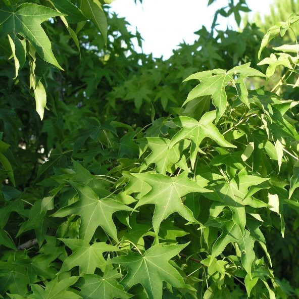 Tüplü Sığla Ağacı (Liquidambar styraciflua) Fidanı ürün görseli 1