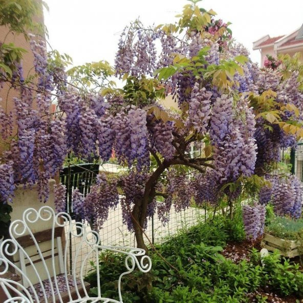 Tüplü Yoğun Kokulu Wisteria Sinensis Mor Salkım Fidanı
