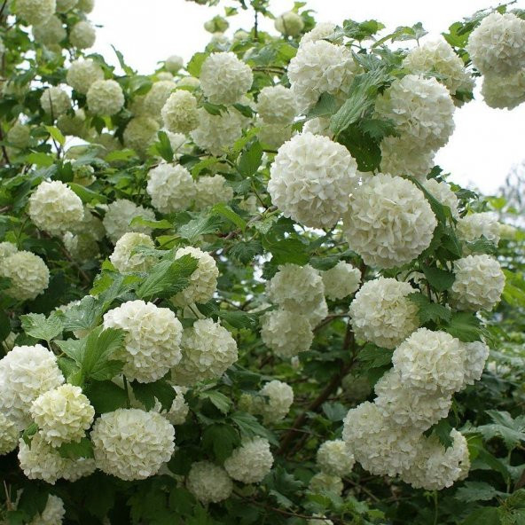 Tüplü Kartopu Viburnum Lucidum Fidanı