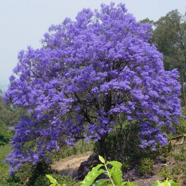 Tüplü Yoğun Kokulu Jakaranda (Jacaranda) Ağacı Fidanı