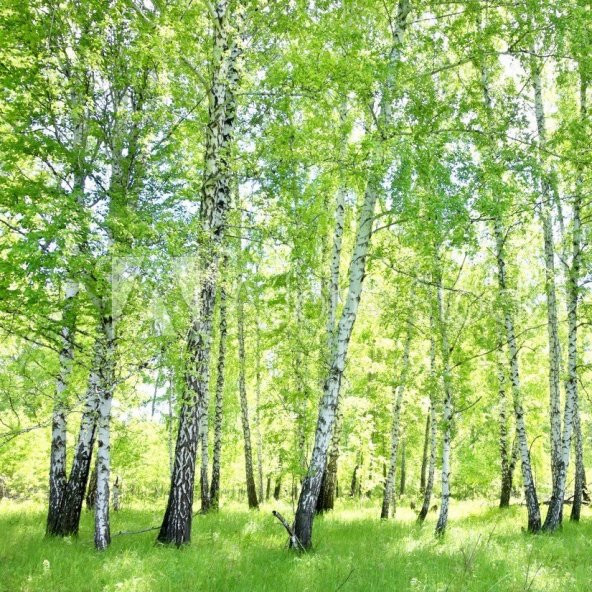 Tüplü Soğuklara Dayanıklı Huş Ağacı (Betula Alba) Fidanı ürün görseli 1