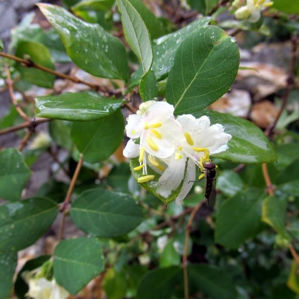 Tüplü Yoğun Kokulu Kış Hanım Eli Fidanı ürün görseli 1