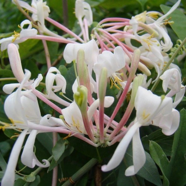 Tüplü Kokulu Lonicera Caprifolium Hanım Eli Fidanı ürün görseli 1