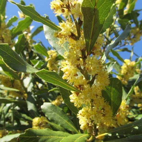 Tüplü Defne Ağacı (Laurus nobilis) Fidanı
