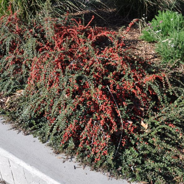 Tüplü Taş Elması Ağacı Fidanı (Cotoneaster)