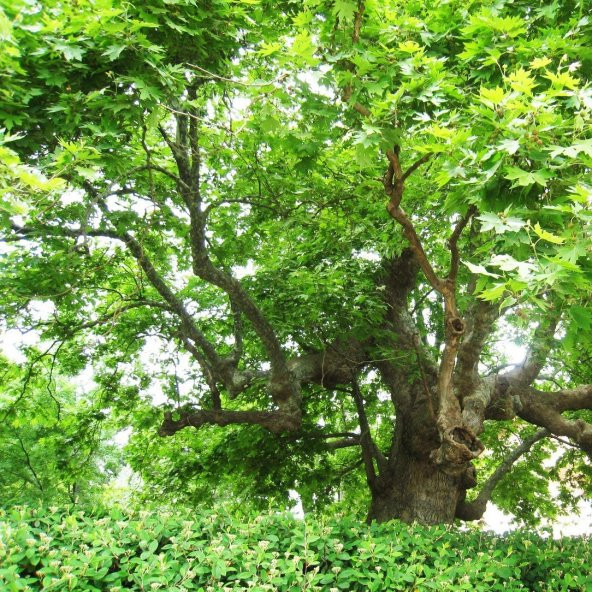 Tüplü Çınar Ağacı Fidanı (Platanus orientalis)