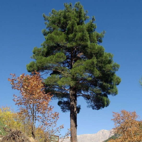 Tüplü Kızılçam Fidanı (Pinus Brutia)