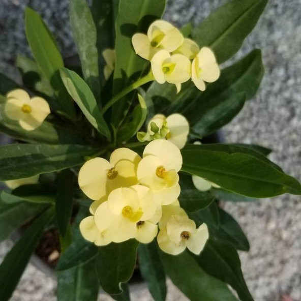 Mini Euphorbia Milii Kaktüs Sarı Dikenler Tacı (8.5 Luk Saksıda)