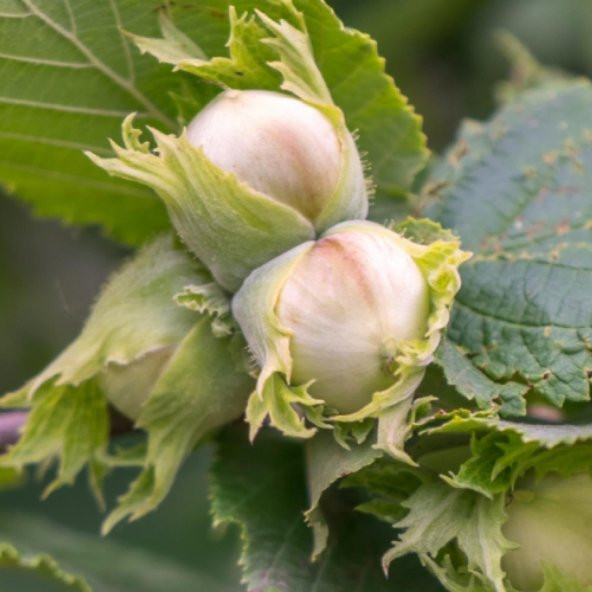 Tüplü Verimli İri Meyveli Palaz Fındık Fidanı ürün görseli 1