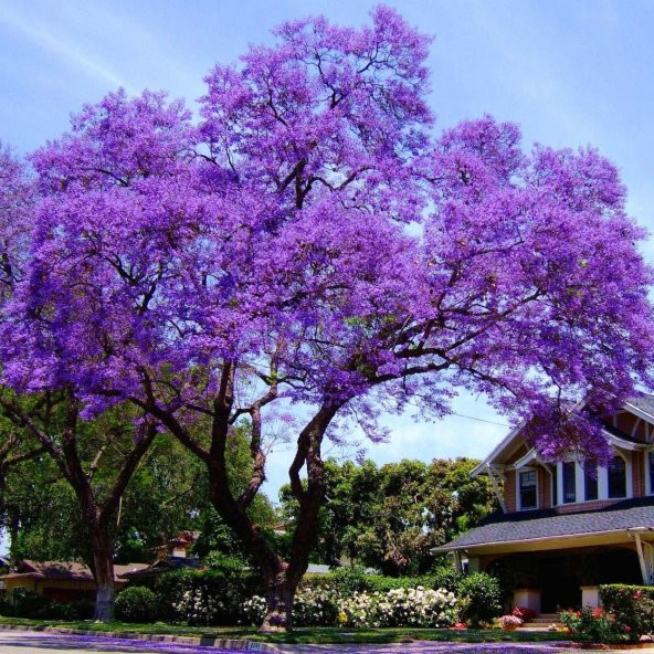 Tüplü Mor Çiçekli Yoğun Kokulu Paulownia Fidanı (10-30 cm)