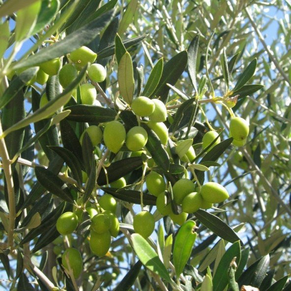 Tüplü Koroneiki Bodur Zeytin Fidanı (Meyve Verme Yaşında) - Resim 2