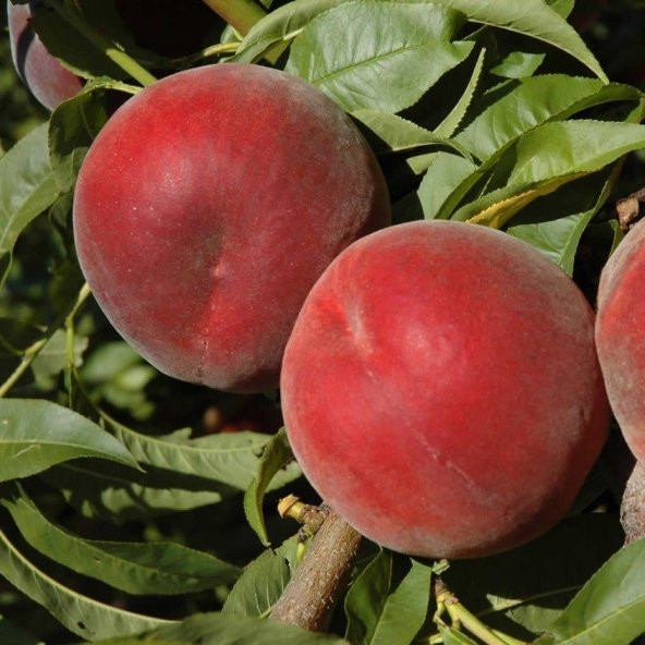 Tüplü Aşılı Tam Bodur Verimli Spring Bella Şeftali Fidanı ürün görseli 1