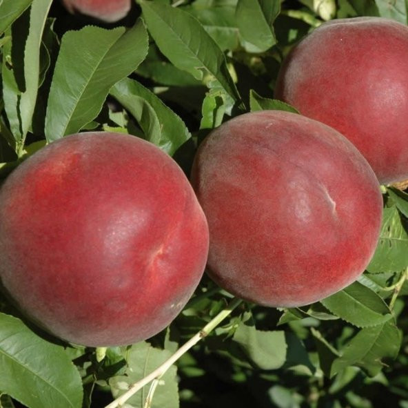 Tüplü Aşılı Tam Bodur Verimli Dixired Şeftali Fidanı ürün görseli