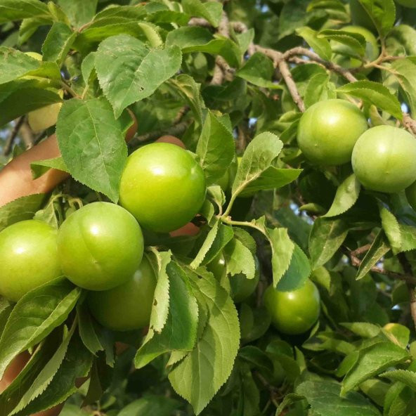 Tüplü Aşılı Erkenci Tam Bodur Bol Verimli Yeşil Cin Erik Fidanı ürün görseli 1