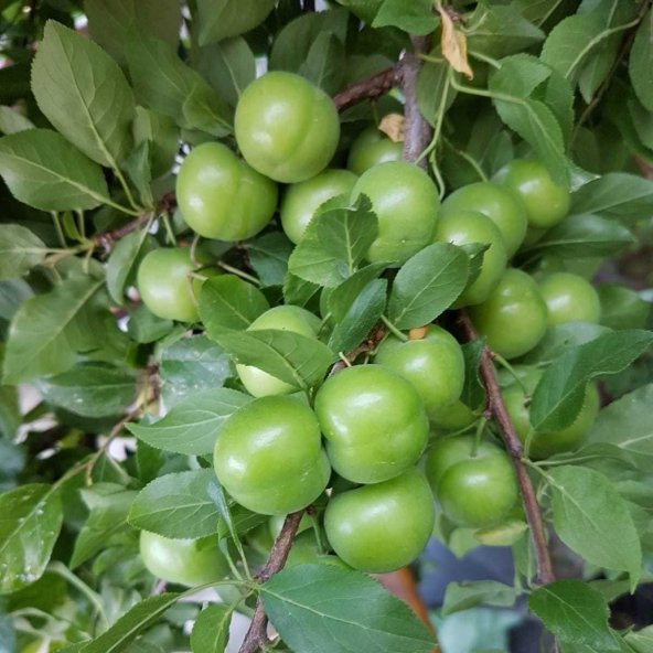 Tüplü Aşılı Erkenci Tam Bodur Sulu Yeşil Can Erik Fidanı