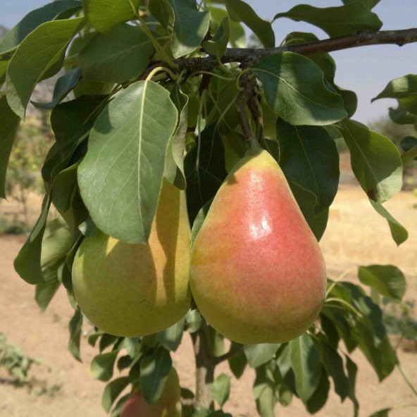 Tüplü Aşılı Tam Bodur Erkenci Etruşka (Etrusca) Armut Fidanı ürün görseli
