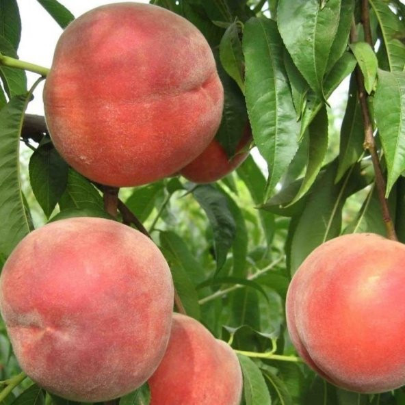 Tüplü Aşılı Yarıbodur İri Meyveli Orta Erkenci Quen Crest Şeftali Fidanı ürün görseli