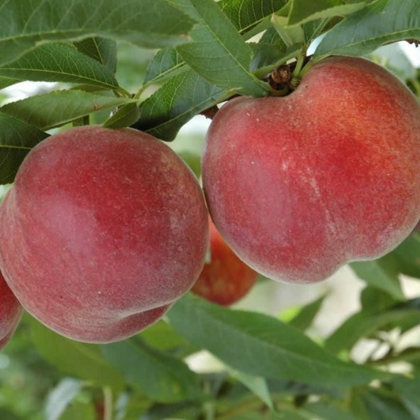 Tüplü Aşılı Yarıbodur Verimli Orta Erkenci Red Haven Şeftali Fidanı ürün görseli 1