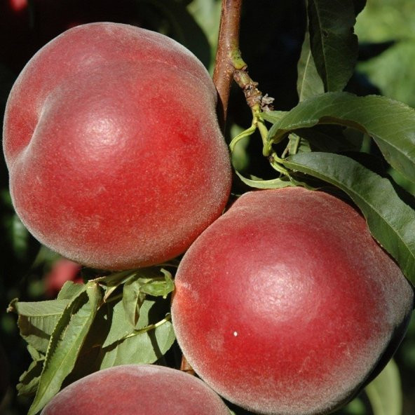 Tüplü Aşılı Yarıbodur Orta Erkenci Royal Gem Şeftali Fidanı ürün görseli 1