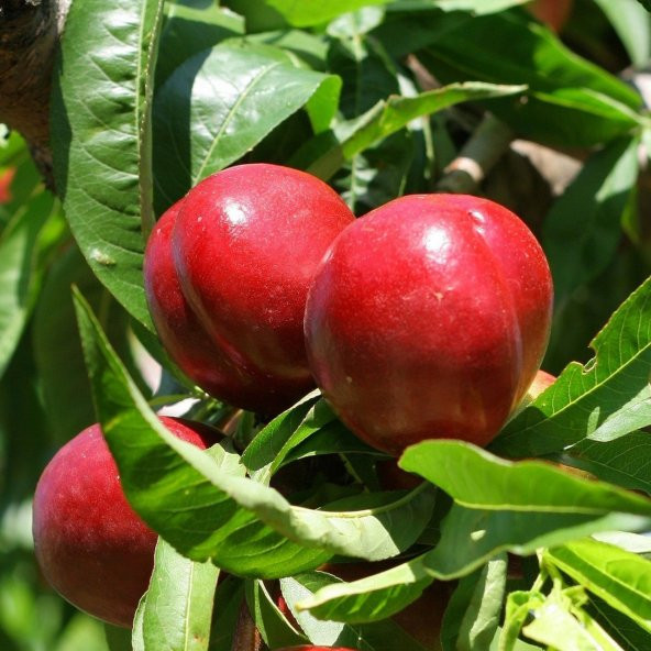 Tüplü Aşılı Yarıbodur Erkenci Verimli May Glo Nektarin Fidanı ürün görseli