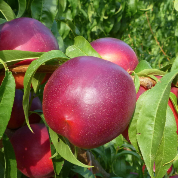 Tüplü Aşılı Yarıbodur Verimli İri Meyveli Big Bang Nektarin Fidanı ürün görseli 1