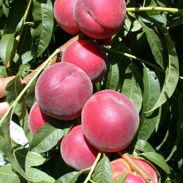 Tüplü Aşılı Yarıbodur Kendine Verimli Red Elegant Şeftali Fidanı ürün görseli 1