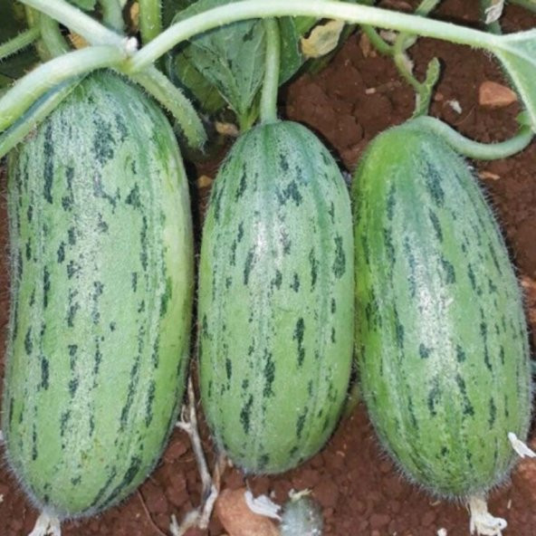 Sofralık Geleneksel Yöresel Bol Verimli Burbadem Acur Tohumu (10 Gr) ürün görseli 1