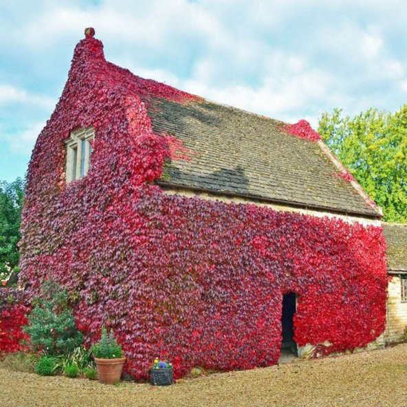 50 Adet Tüplü Amerikan Sarmaşığı (Hazan Dalı, Frenk Asması) Fidanı - Resim 2