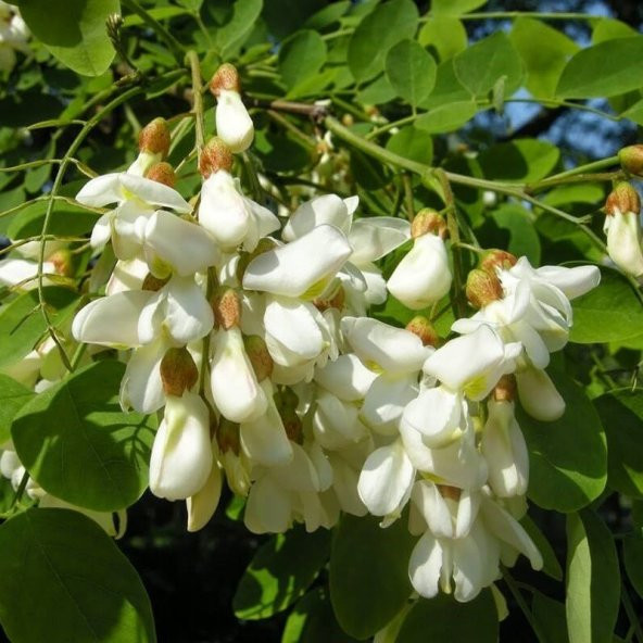 Tüplü Yoğun Kokulu Beyaz Çiçekli Akasya Fidanı (150-200 cm) ürün görseli 1