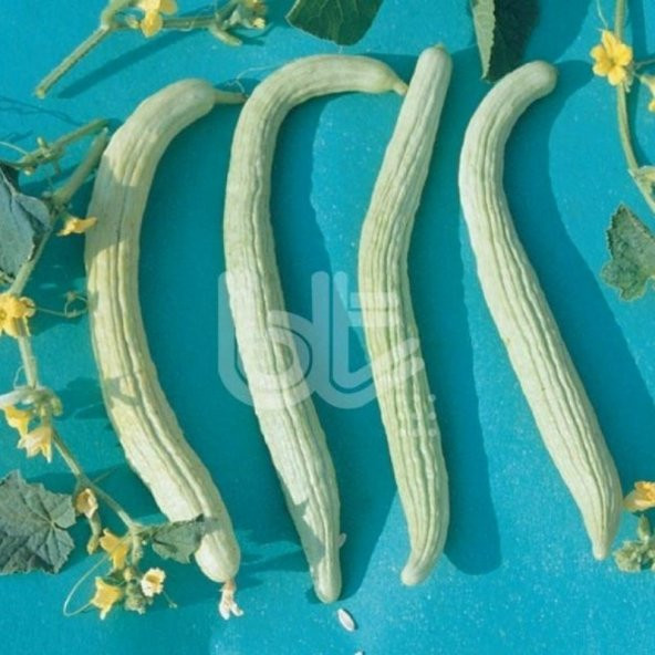 Verimli Turşuluk Geleneksel Anadolu Acur Tohumu (50 Gr)