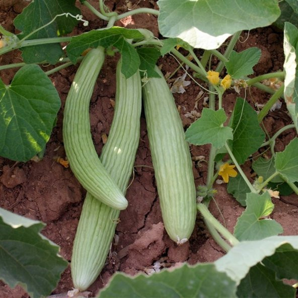 Geleneksel Doğal Süper Acar Acur Tohumu (20 Tohum) ürün görseli 1