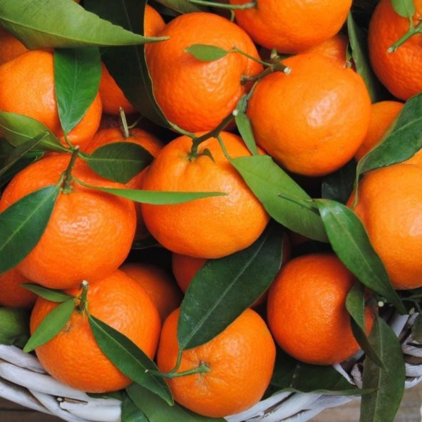 Tüplü Aşılı Yarıbodur Verimli Erkenci Early Ann Mandalina Fidanı ürün görseli