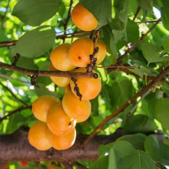 Tüplü Aşılı Yarıbodur Sakıt-2 Ziraat Şekerpare Kayısı Fidanı ürün görseli 1