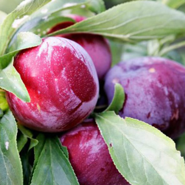 Tüplü Aşılı Yarıbodur Erkenci Early Queen Japon Erik Fidanı ürün görseli 1