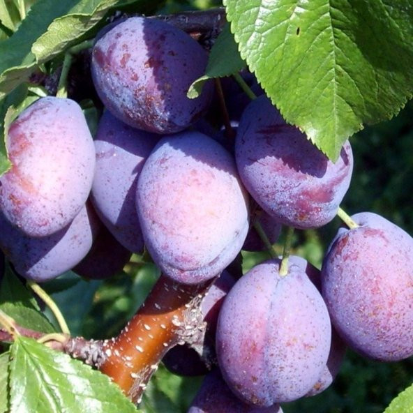 Tüplü Aşılı Bol Verimli Yarıbodur Freze Japon Erik Fidanı ürün görseli