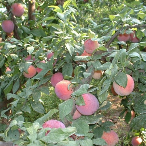 Tüplü Aşılı Yarıbodur Kokulu Fortune Japon Erik Fidanı ürün görseli 1