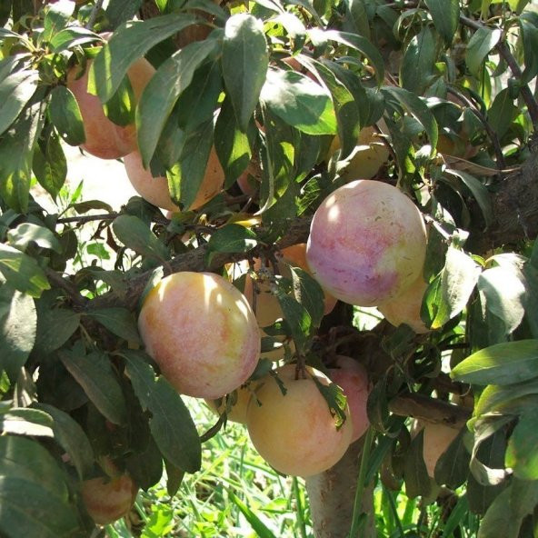 Tüplü Aşılı Nadir Yarıbodur Tracy Sun Japon Erik Fidanı ürün görseli 1