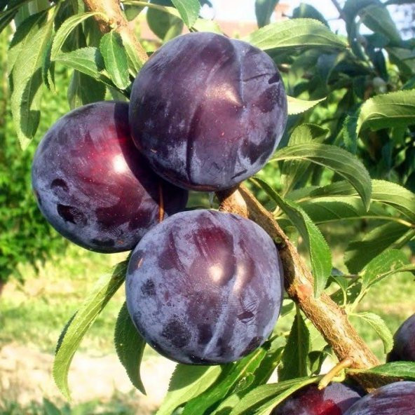 Tüplü Aşılı Yarıbodur Black Beauty Japon Erik Fidanı ürün görseli