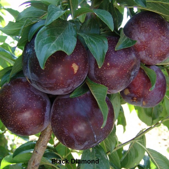 Tüplü Aşılı Yarıbodur Black Diamond Japon Erik Fidanı ürün görseli 1