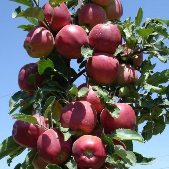 Tüplü Aşılı Yarıbodur Erkenci Yazlık Early Red One Elma Fidanı ürün görseli 1