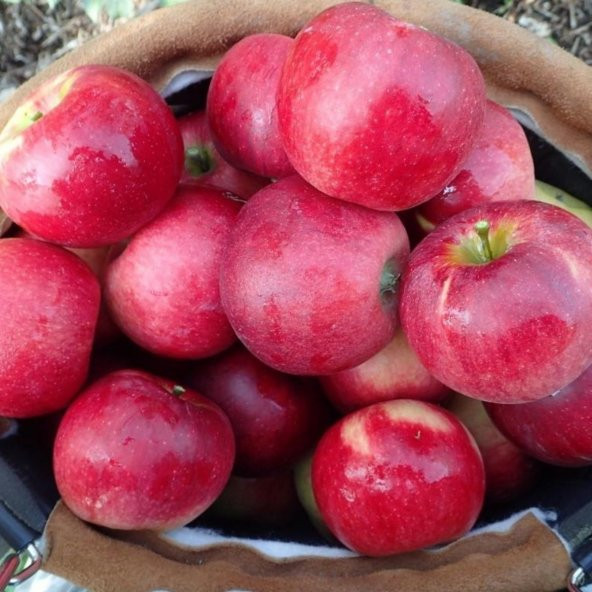 Tüplü Aşılı Yarıbodur Verimli Yazlık Williams Pride Elma Fidanı ürün görseli 1